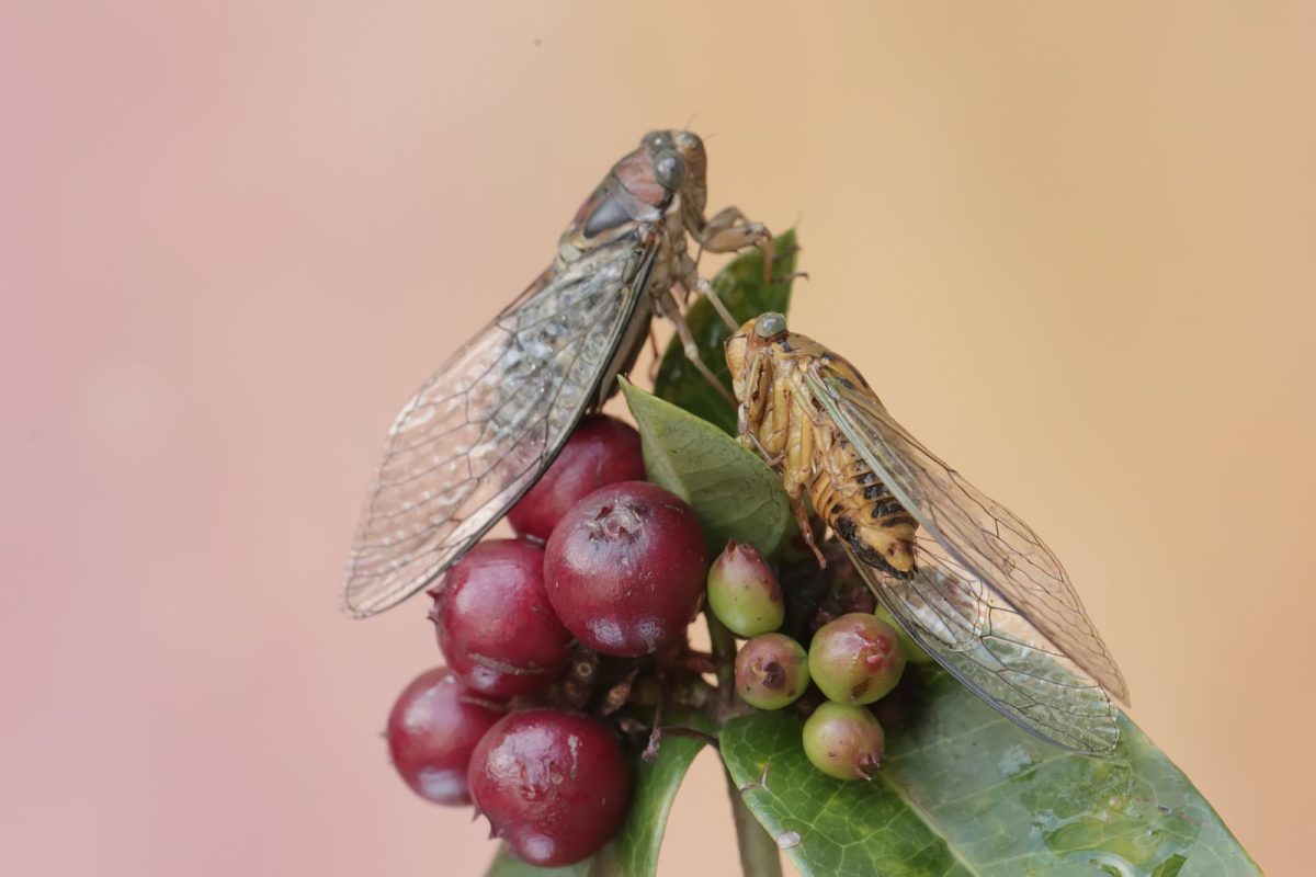 two cicadas resting on plants with fruits