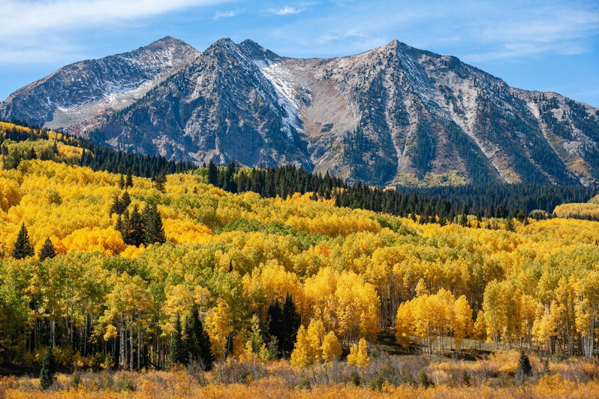 golden Aspen trees in Colorado, a top location among leaf-peeping camping events