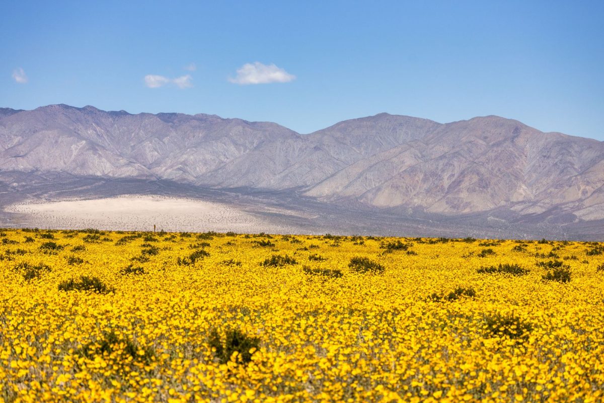 super bloom camping event in Death Valley