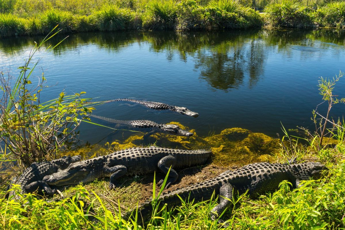 alligators in river at Everglades National Park for campers to view