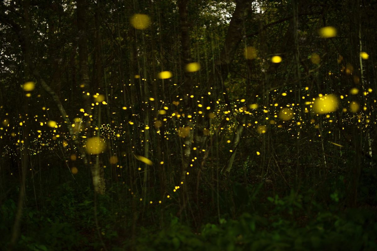 firefly synchronous display in forest for major camping event