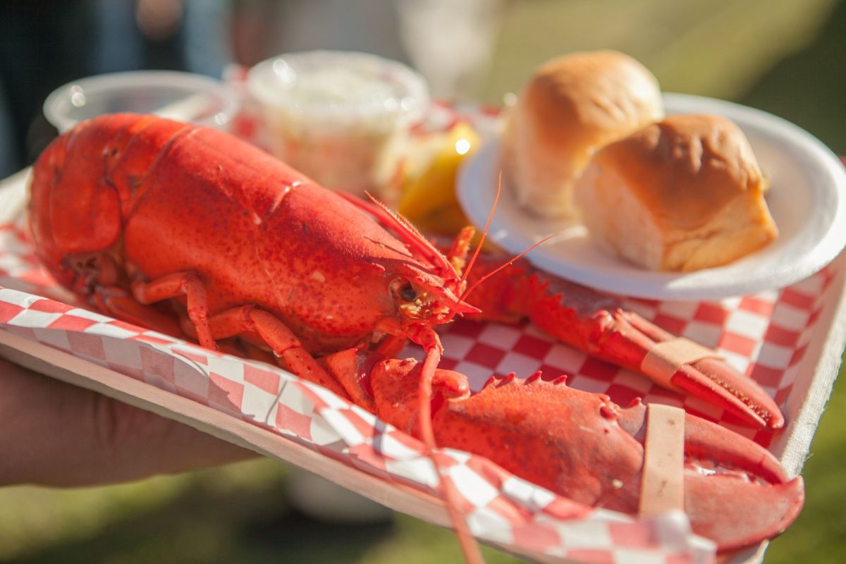 person at fun camping event with freshly steamed lobster on plate with dinner roll