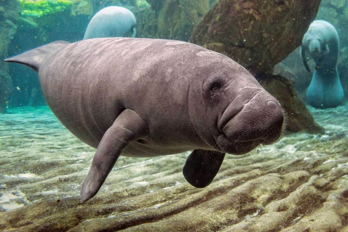 manatee viewing up close in Crystal River, for animal-focused camping events