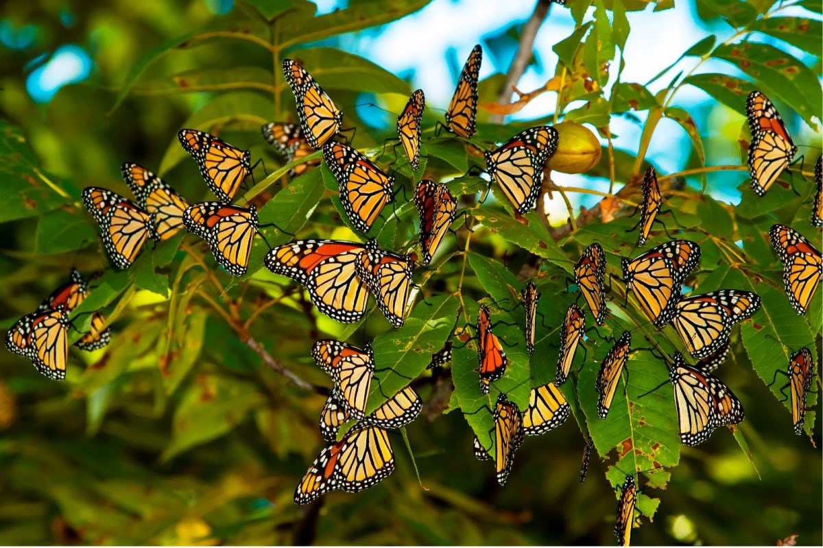 monarch butterflies grouped on tree during migration camping event