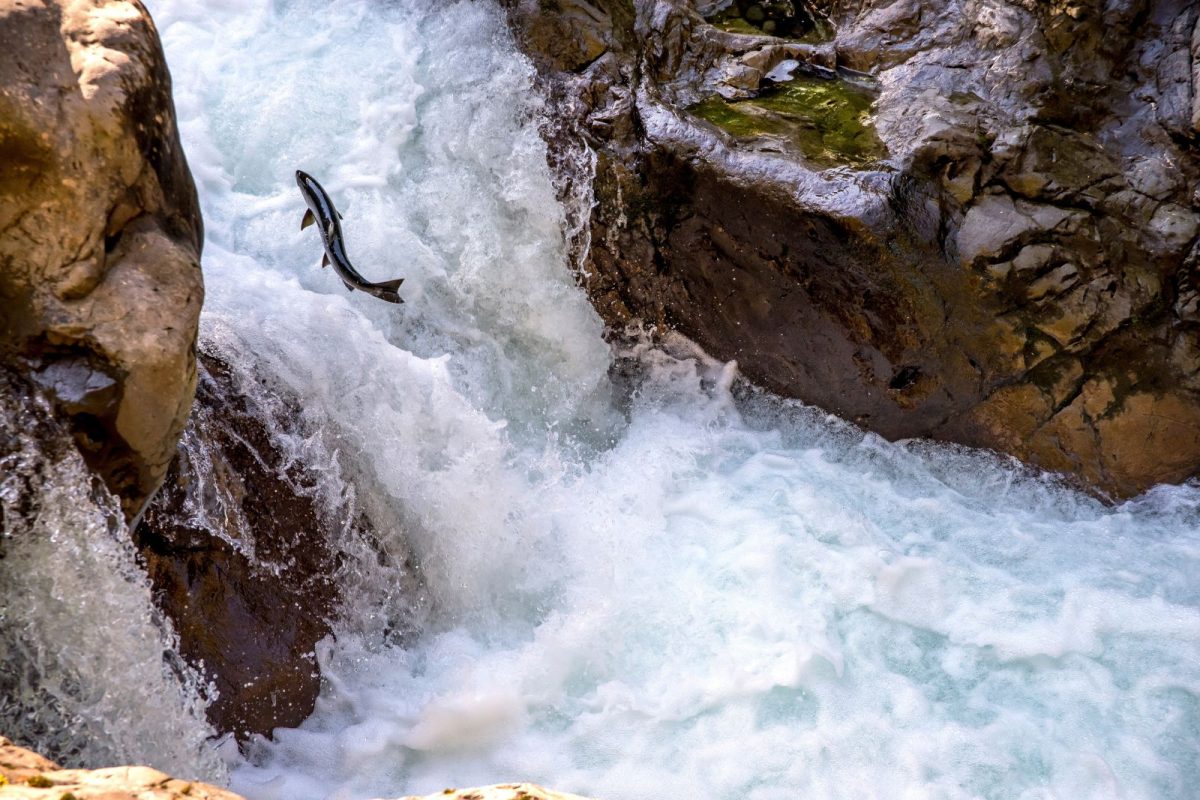 salmon leaping upstream in Olympic National Park