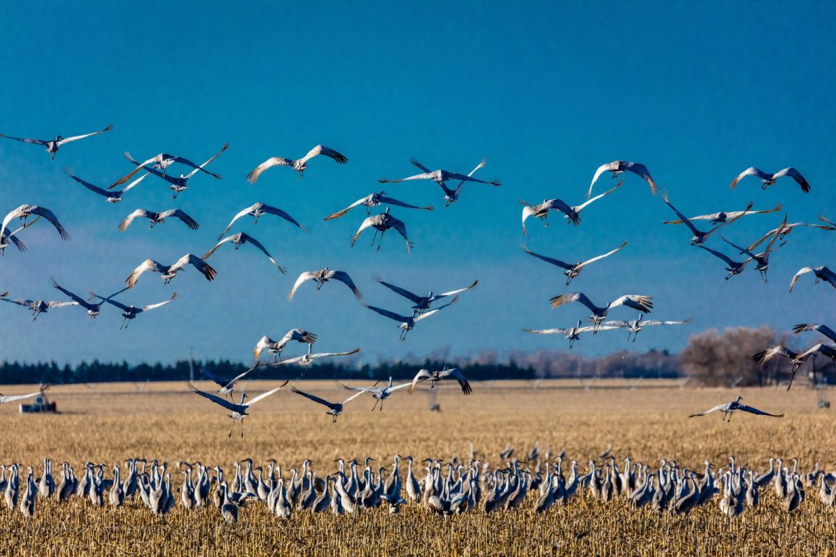 sandhill cranes flying near Platte River, Nebraska, as a camping event to catch