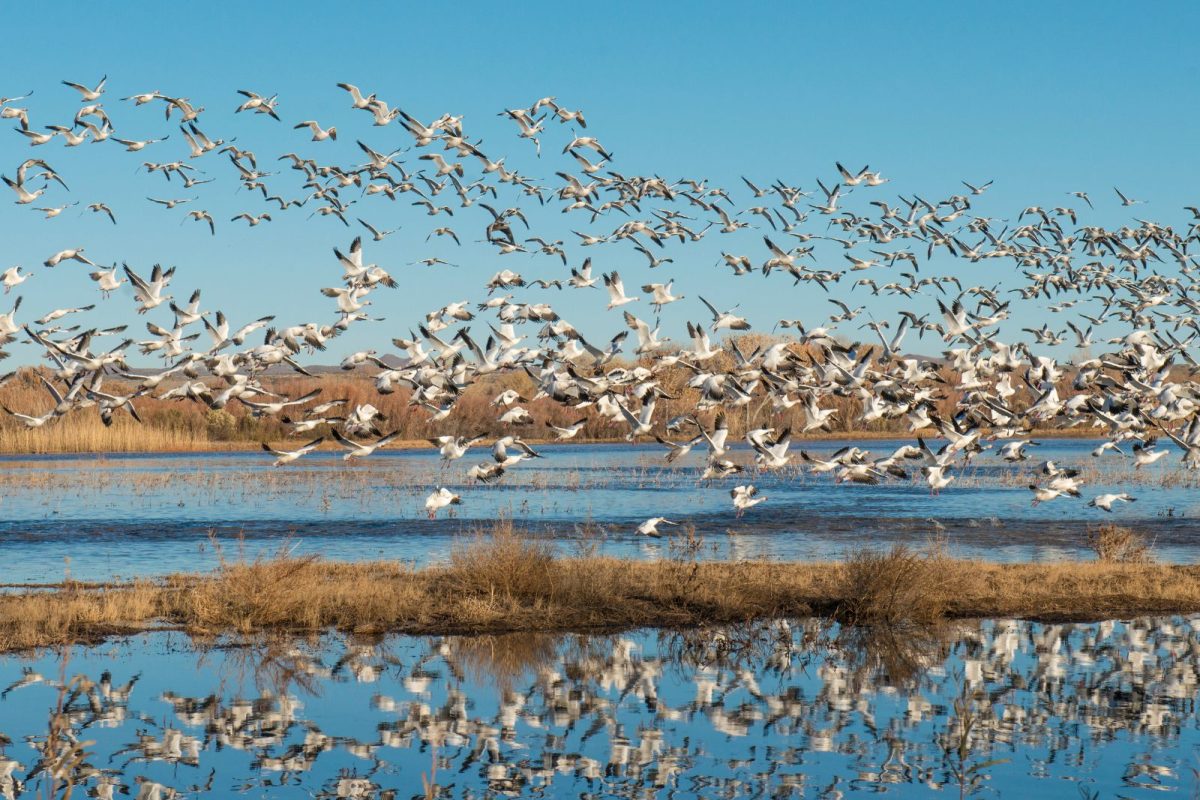 snow geese in flight over river and their reflection, a camping event spectacle