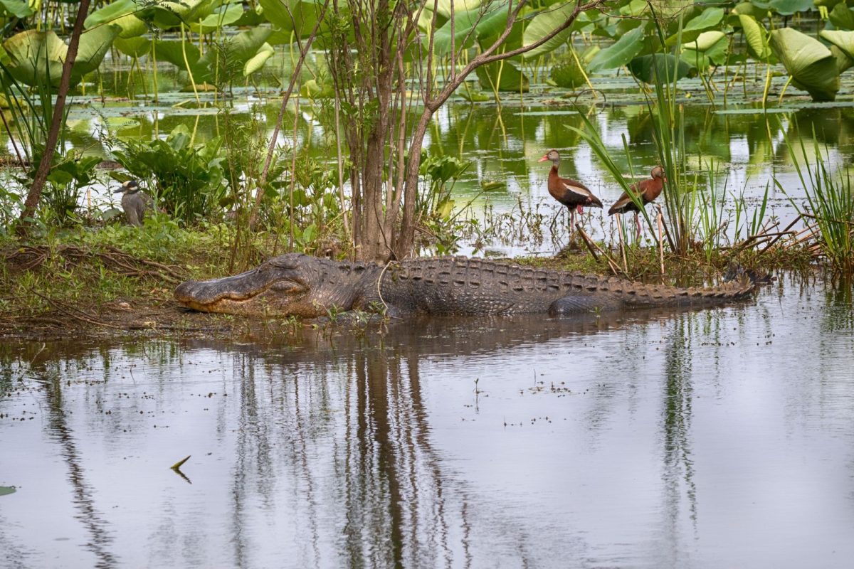 alligator and two birds at Brazos Bend State Park in Houston, Texas, on list of most-searched camping destinations for 2025