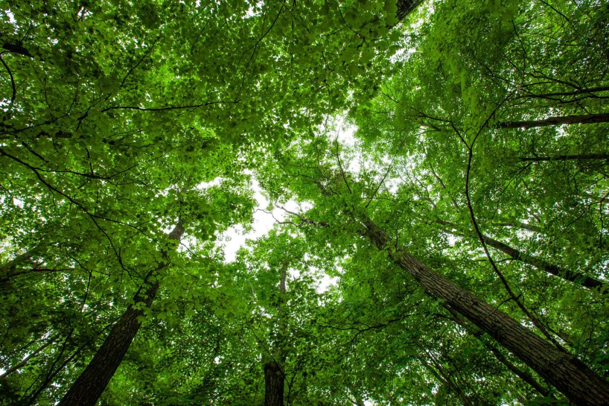 looking up at trees at Rib Mountain State Park in Wisconsin