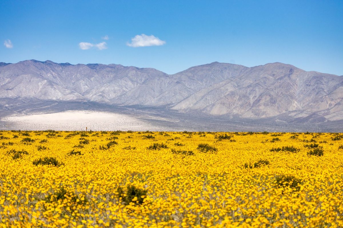 spring super bloom in Death Valley during winter