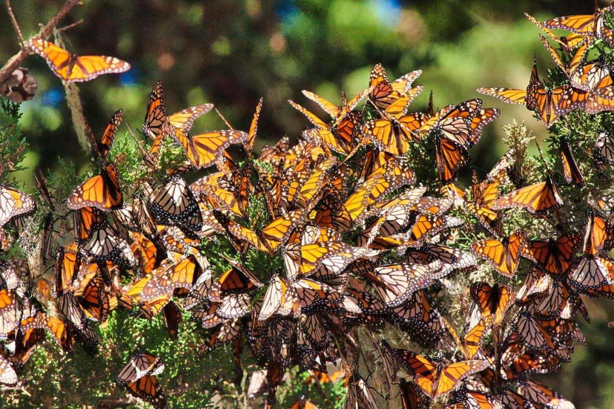 monarch butterflies during winter migration