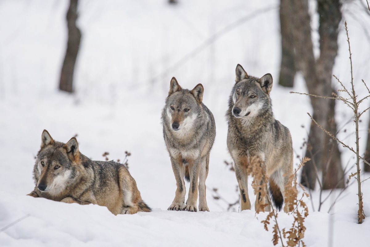 three wolves at Yellowstone during winter