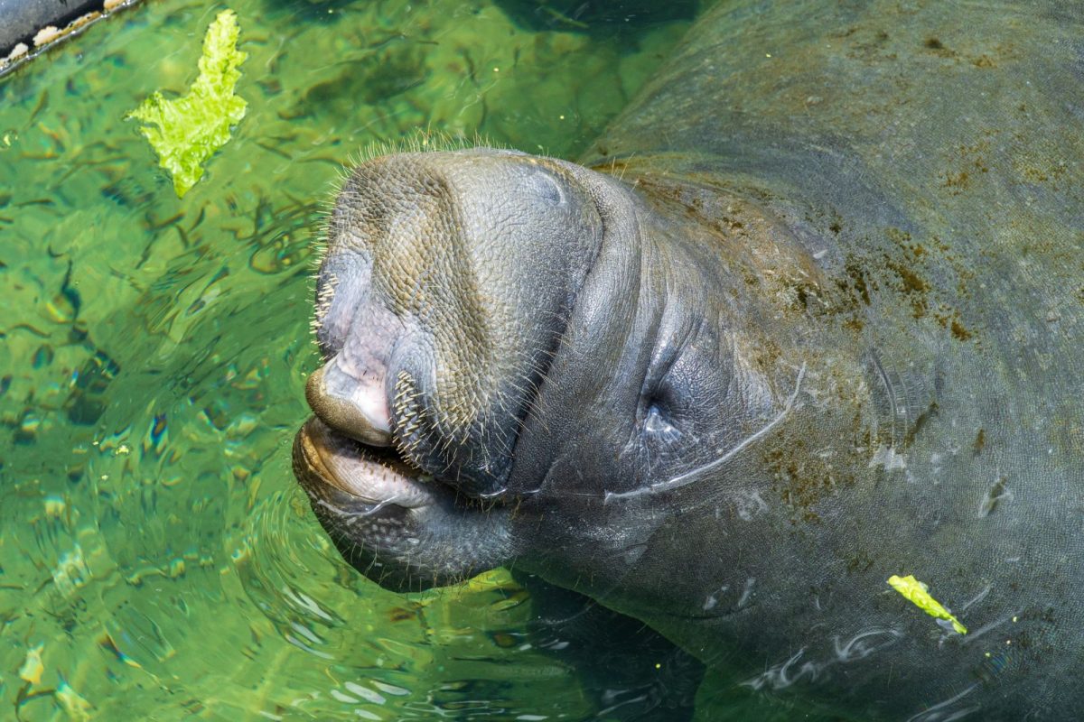 manatee begging for food at Homassossa Springs for spring break RV travel destination