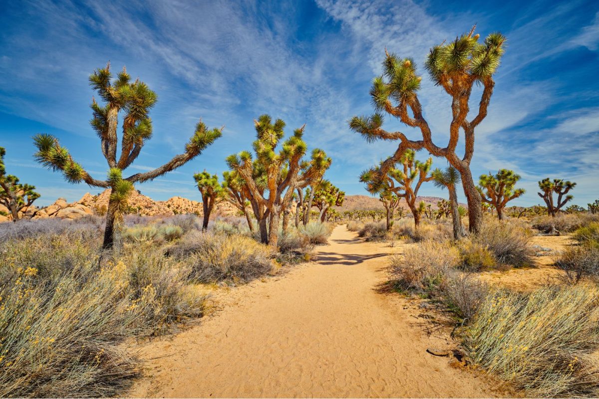 hiking trail through Joshua Tree, a top spring break RV camping destination