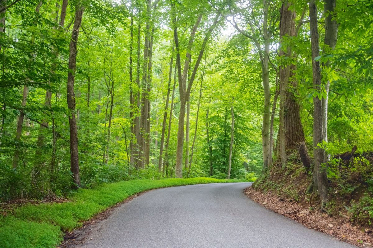 road through Susquehanna surrounded by green trees